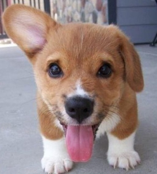 Very cute corgi puppy