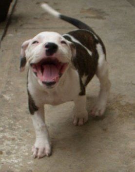 beutiful puppy smile, smiling dog