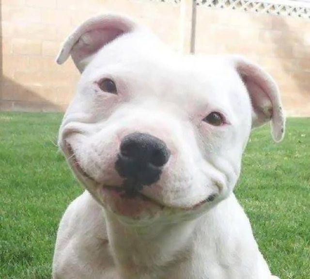 Dog with a wonderful smile