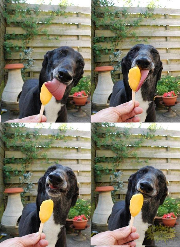 Dog licks a popsicle and gives a big smile