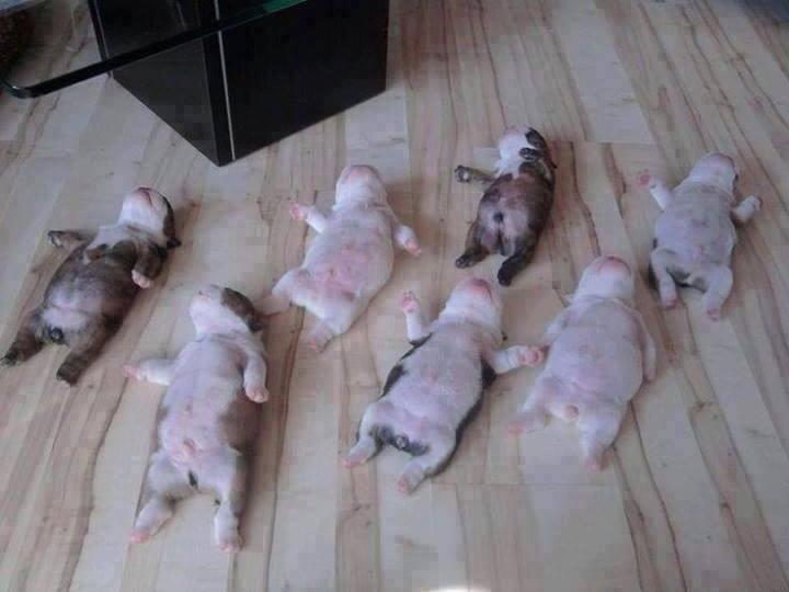 Tiny puppies looking for belly rubbings