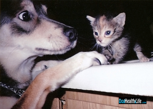 Dog and kitten first meeting